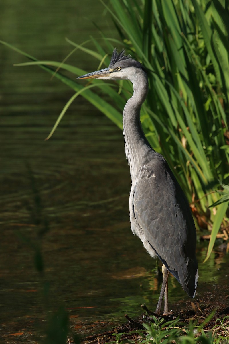 Gray Heron - ML462325951