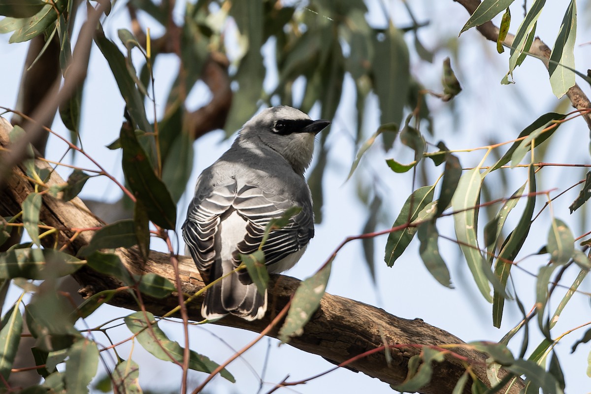 White-bellied Cuckooshrike - ML462326641