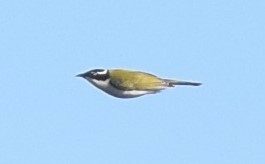White-throated Honeyeater - ML462326651