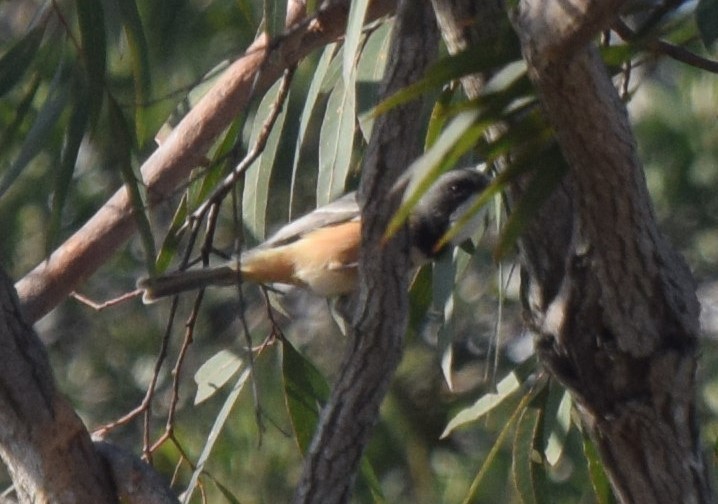 Rufous Whistler - ML462326671