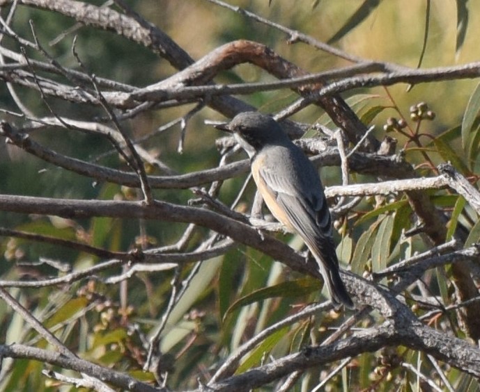 Rufous Whistler - ML462326681