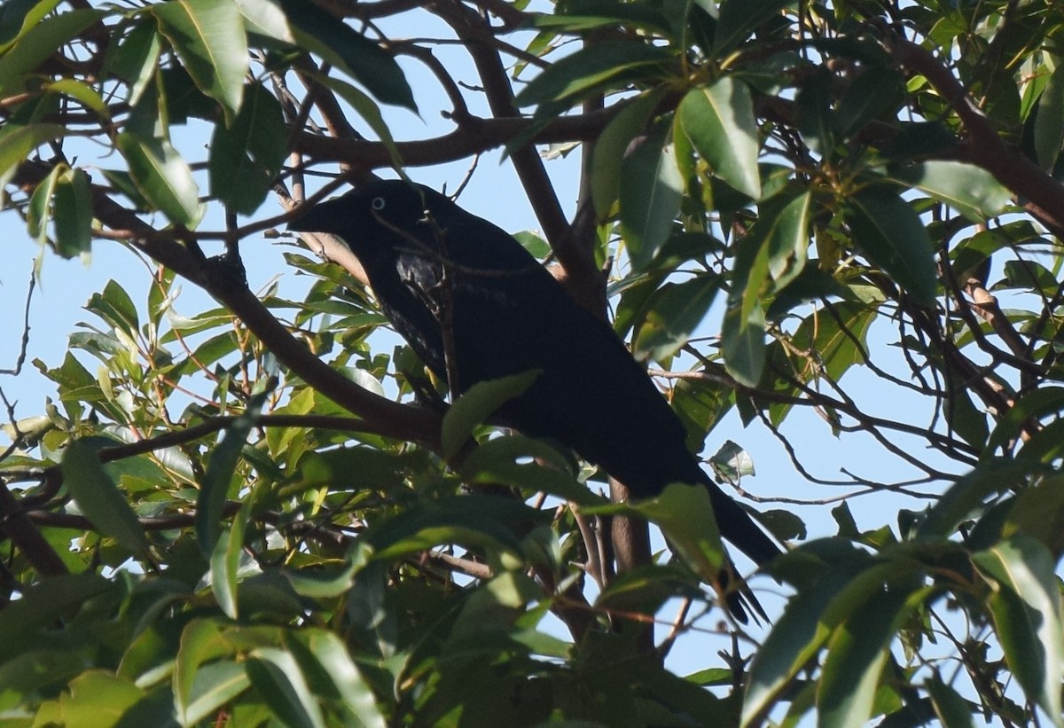 Torresian Crow - ML462326701