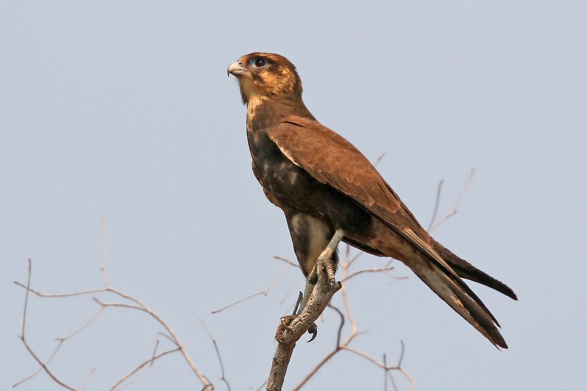 Brown Falcon - ML462327281