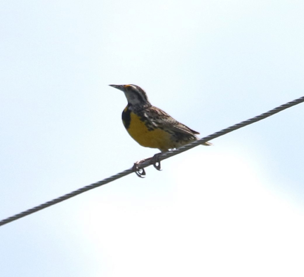 Eastern Meadowlark - ML462327661