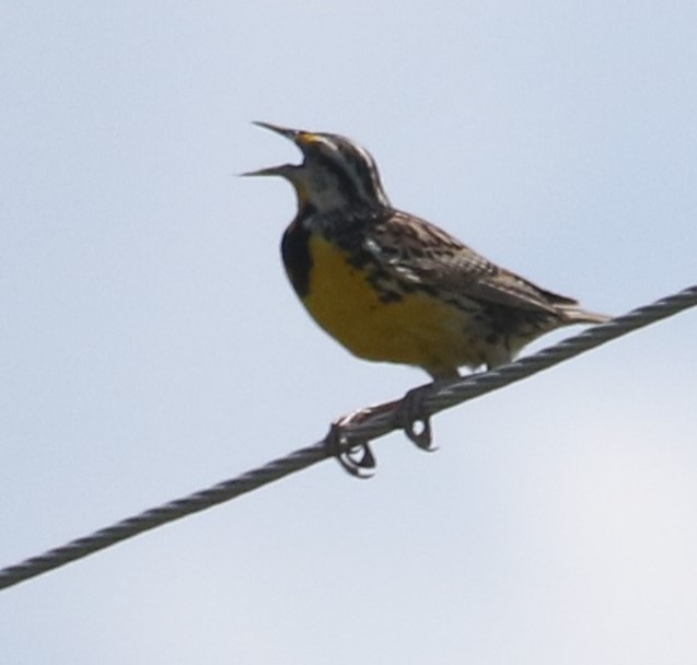 Eastern Meadowlark - ML462328051