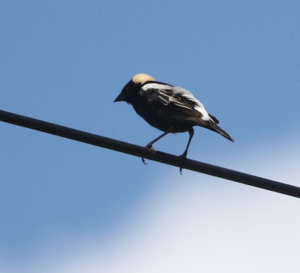 Bobolink - ML462329131