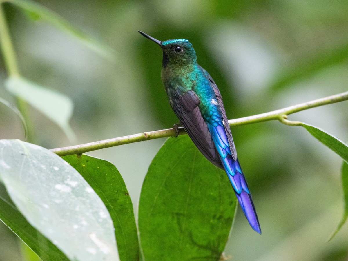 Violet-tailed Sylph - ML462329661