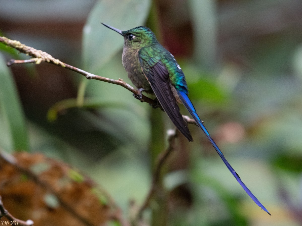 Violet-tailed Sylph - ML462330231