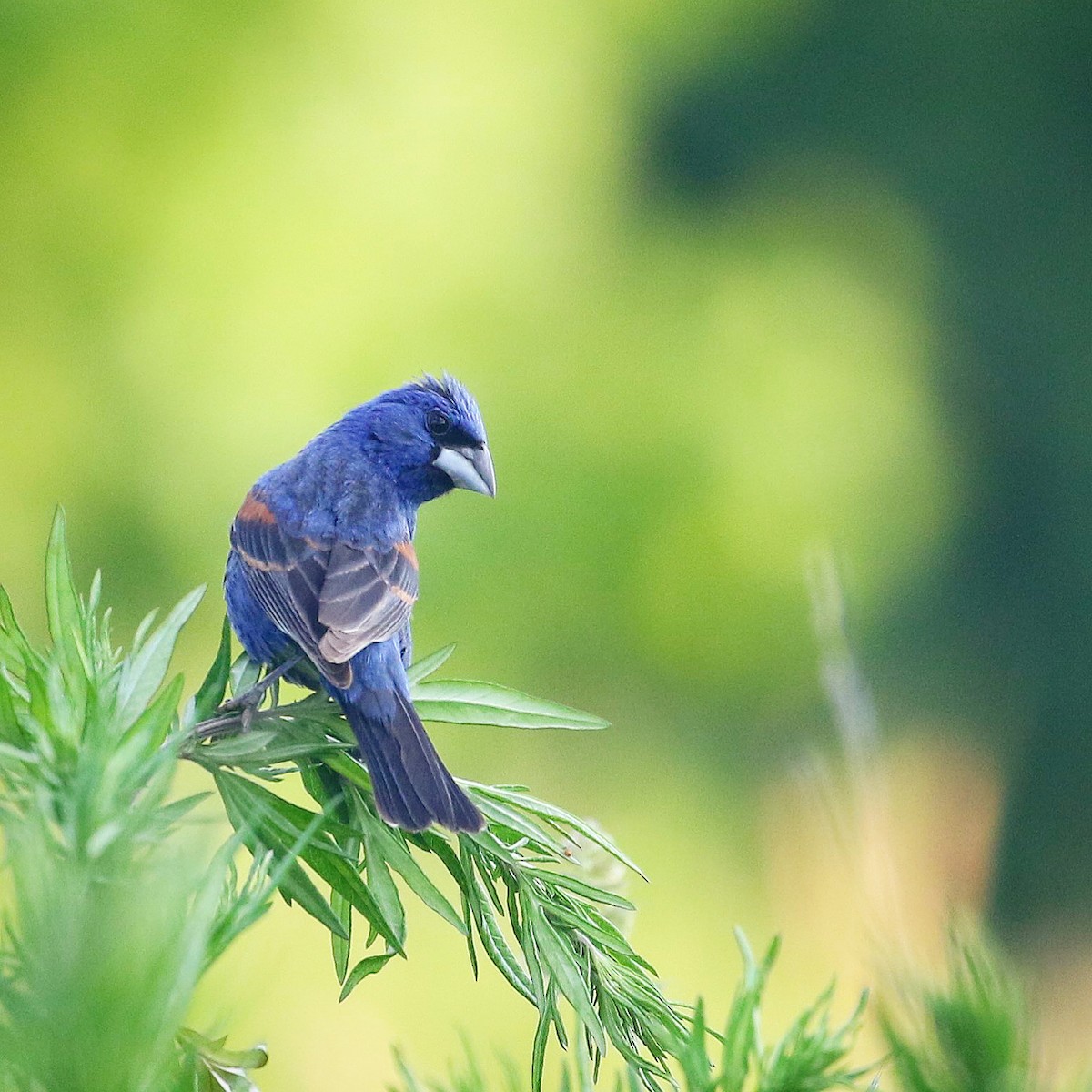 Blue Grosbeak - ML462332031