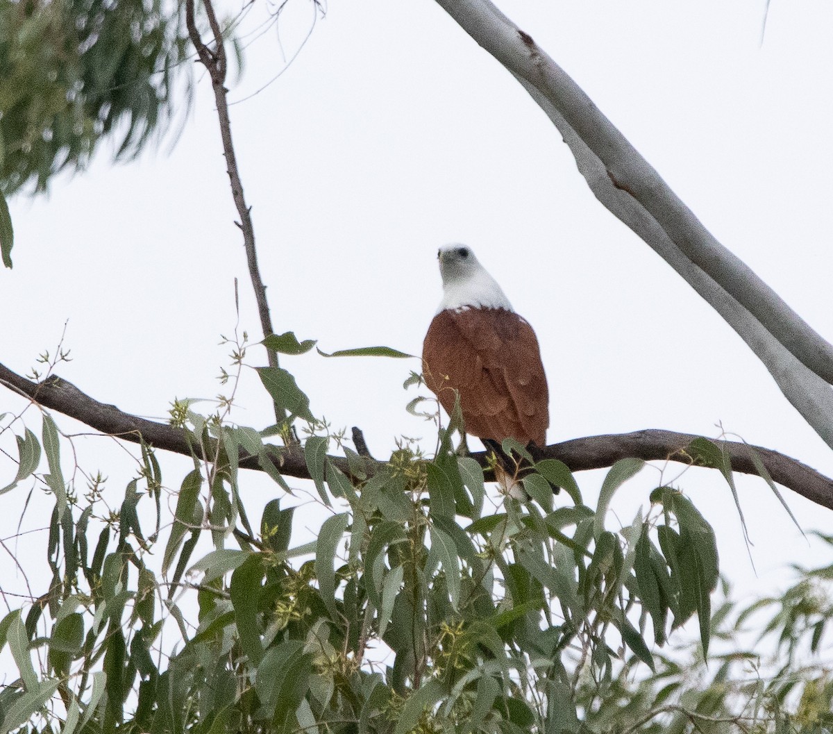 Brahminy Kite - ML462334221