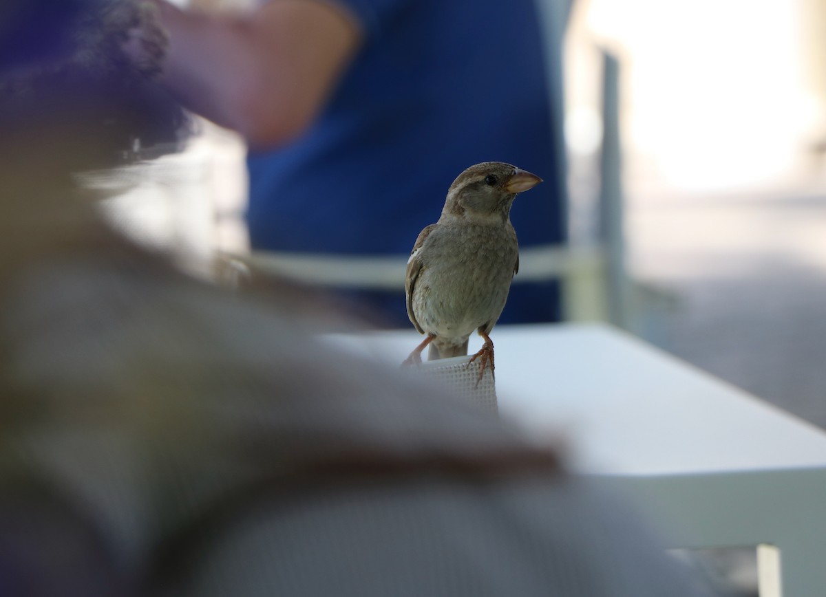 Italian Sparrow - Lynda Norton