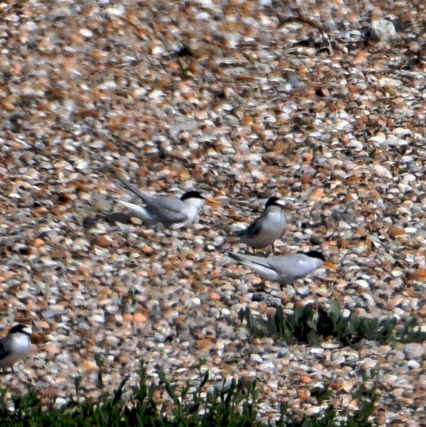 Little Tern - Jos Simons