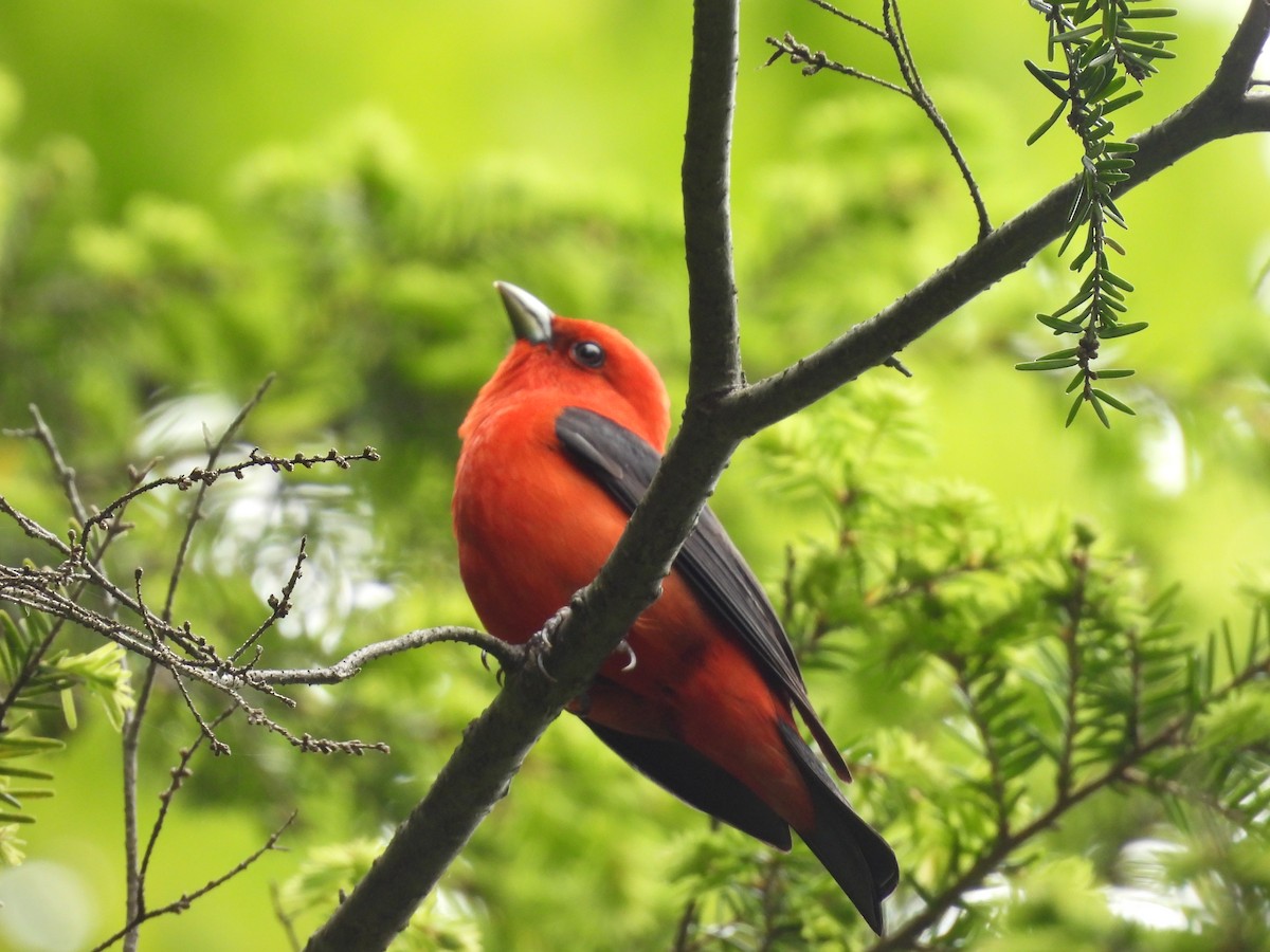 Scarlet Tanager - ML462335521