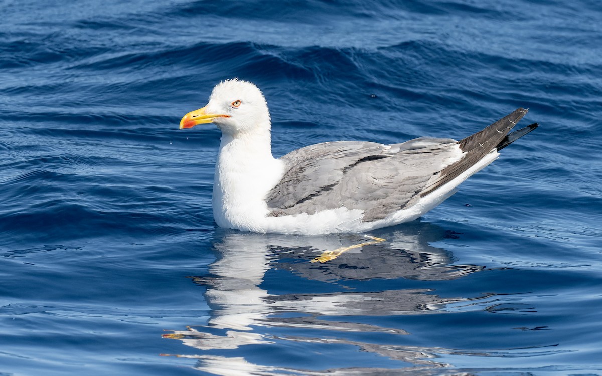 Yellow-legged Gull - ML462335751