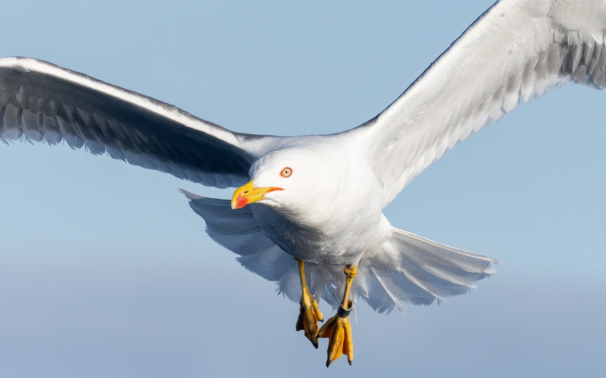 Yellow-legged Gull - ML462335801