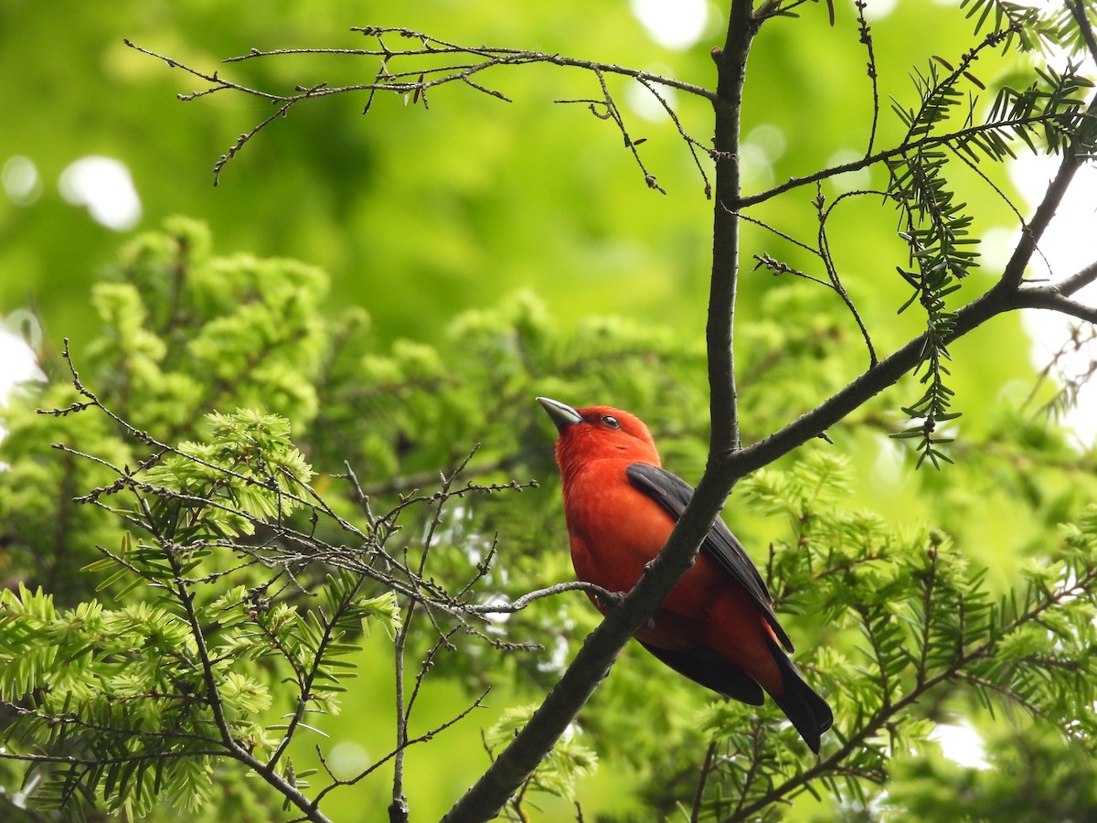 Scarlet Tanager - ML462336101