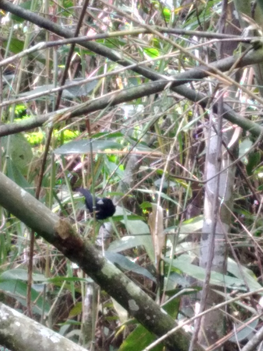 Cone-billed Tanager - ML462336271