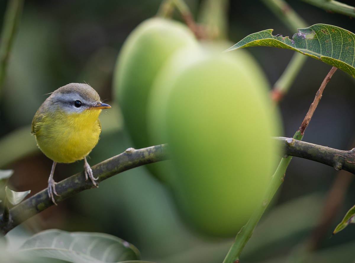 Gray-hooded Warbler - ML462336401