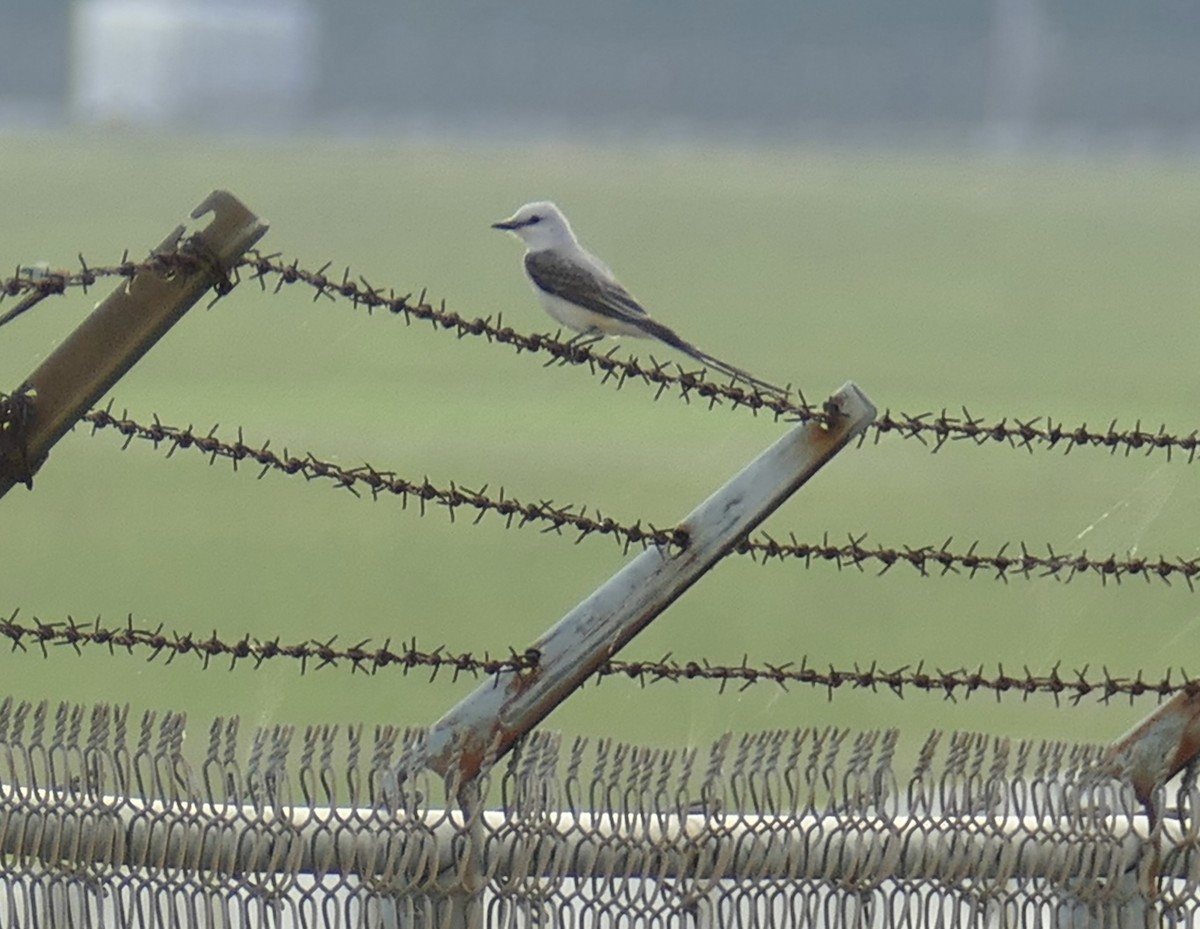 Scissor-tailed Flycatcher - ML462337321