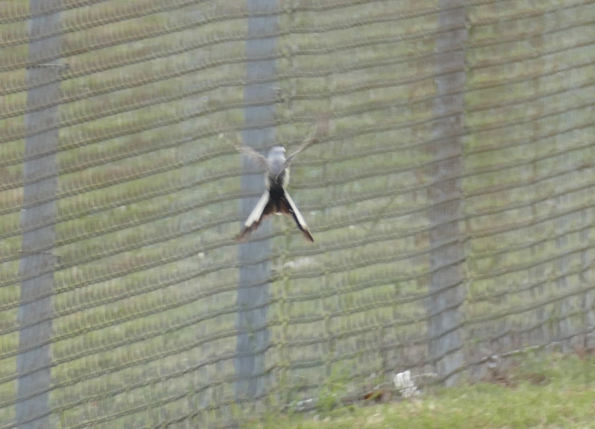 Scissor-tailed Flycatcher - ML462337501