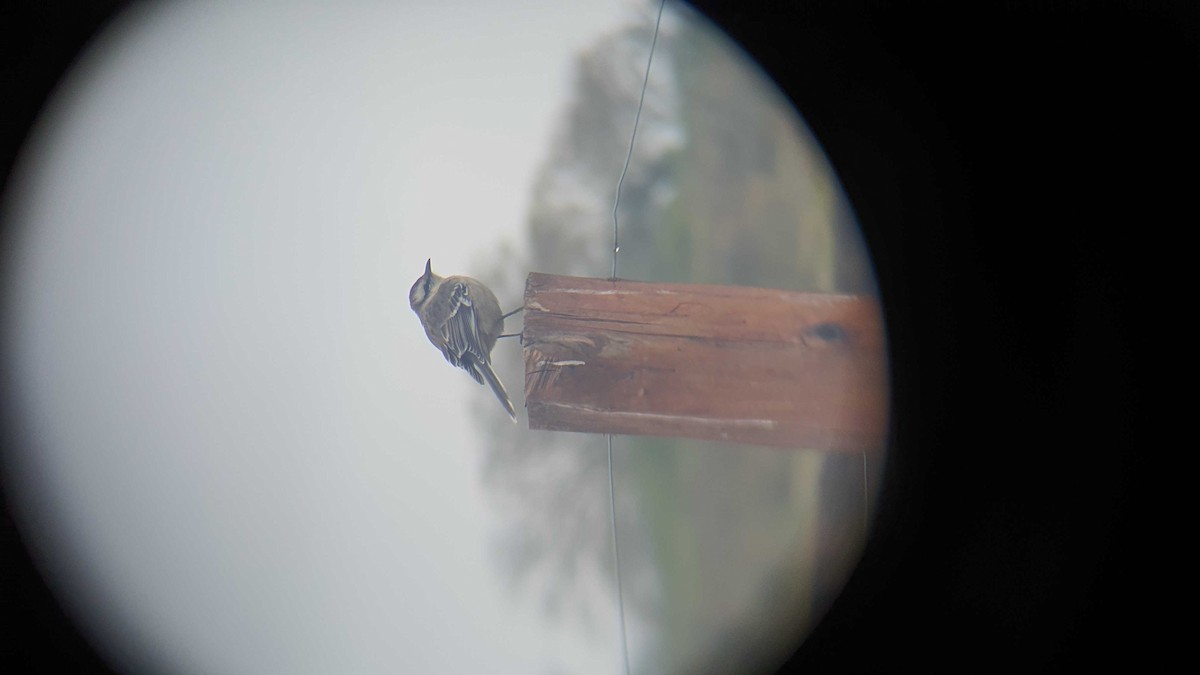 Chalk-browed Mockingbird - ML462337711