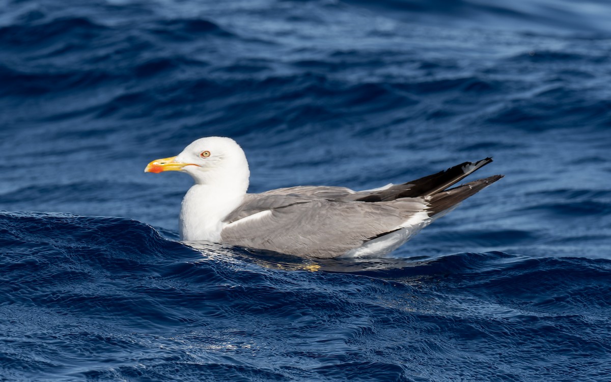 Yellow-legged Gull - Peter Kennerley