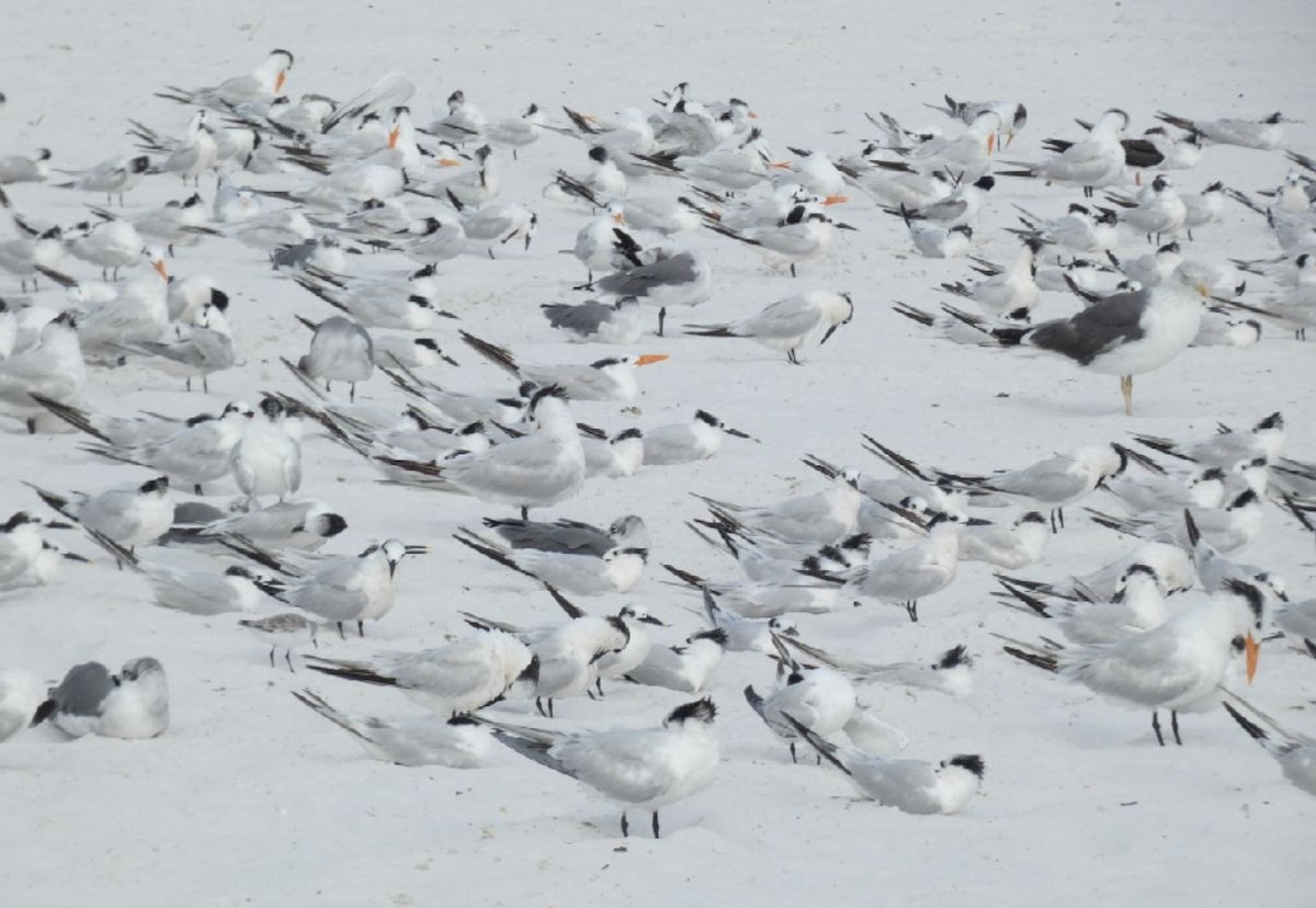 Sandwich Tern (Cabot's) - ML462340301