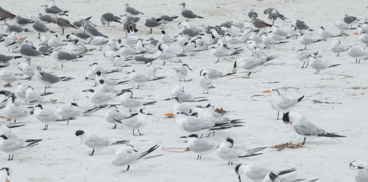 Sandwich Tern (Cabot's) - ML462340311