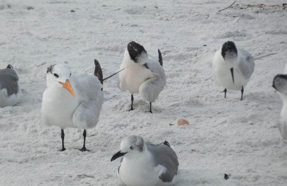 Sandwich Tern (Cabot's) - ML462340351