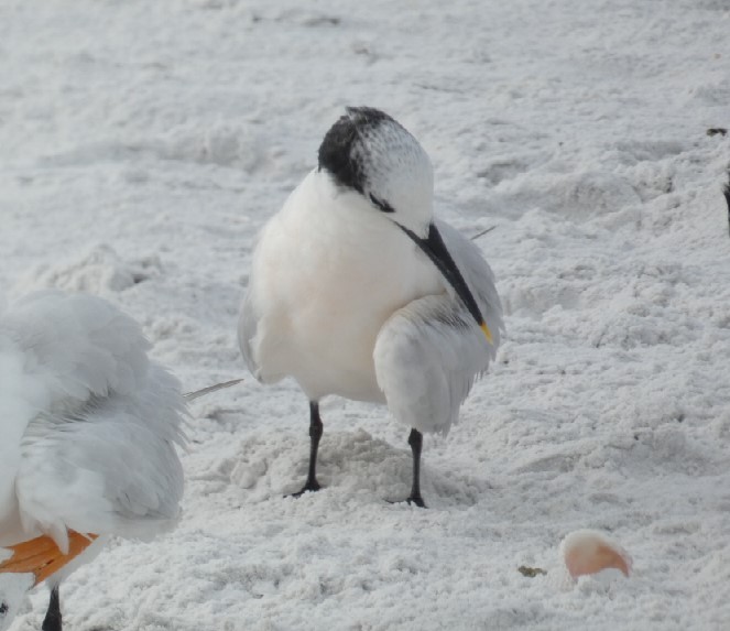 Sandwich Tern (Cabot's) - ML462340381