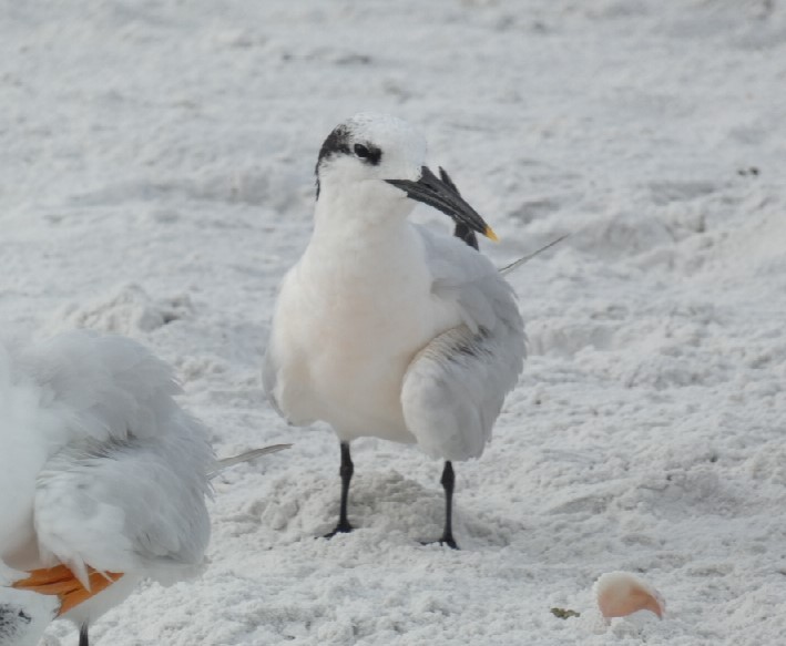 Sandwich Tern (Cabot's) - ML462340471