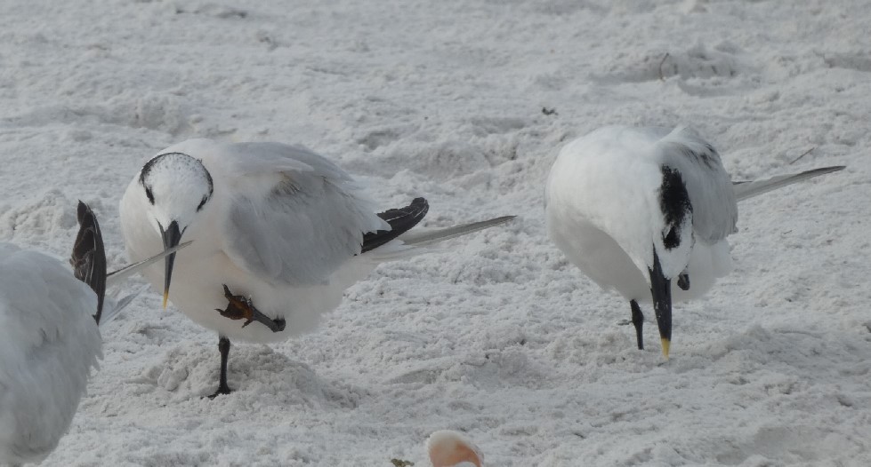 Sandwich Tern (Cabot's) - ML462340611