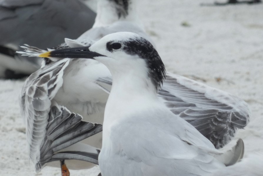 Sandwich Tern (Cabot's) - ML462340701