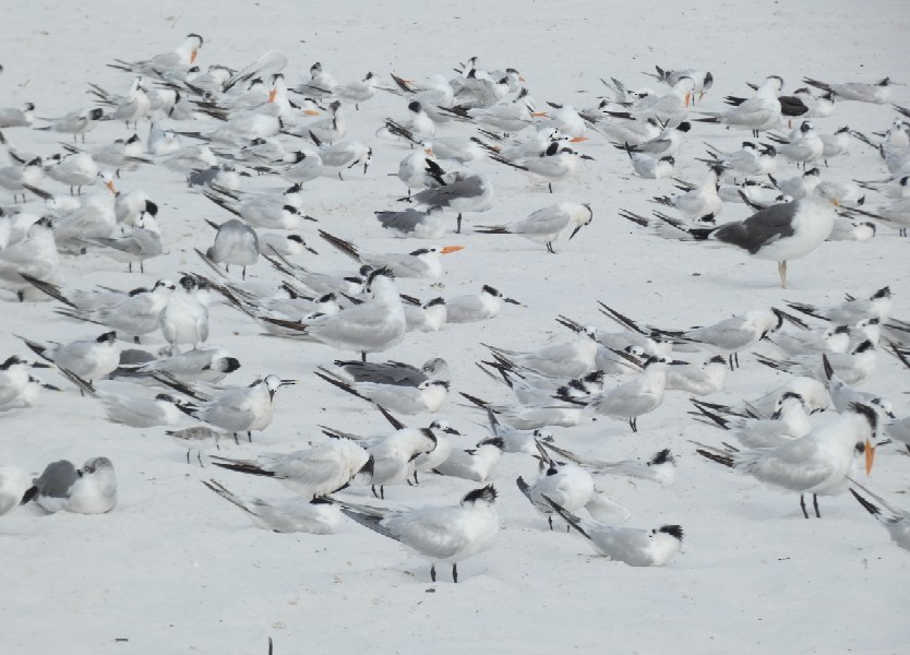 Sandwich Tern (Cabot's) - ML462340761