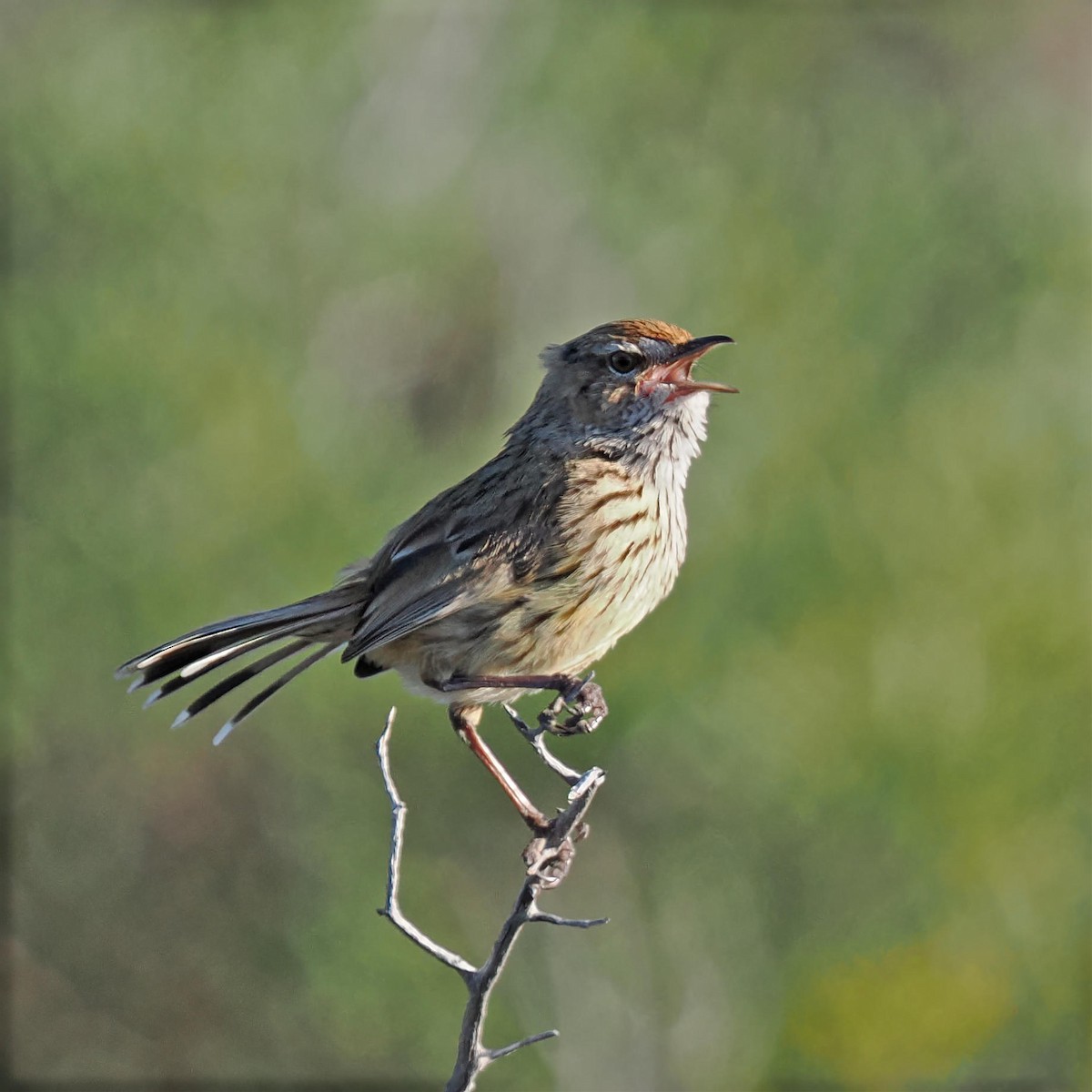 Western Fieldwren - ML462340891