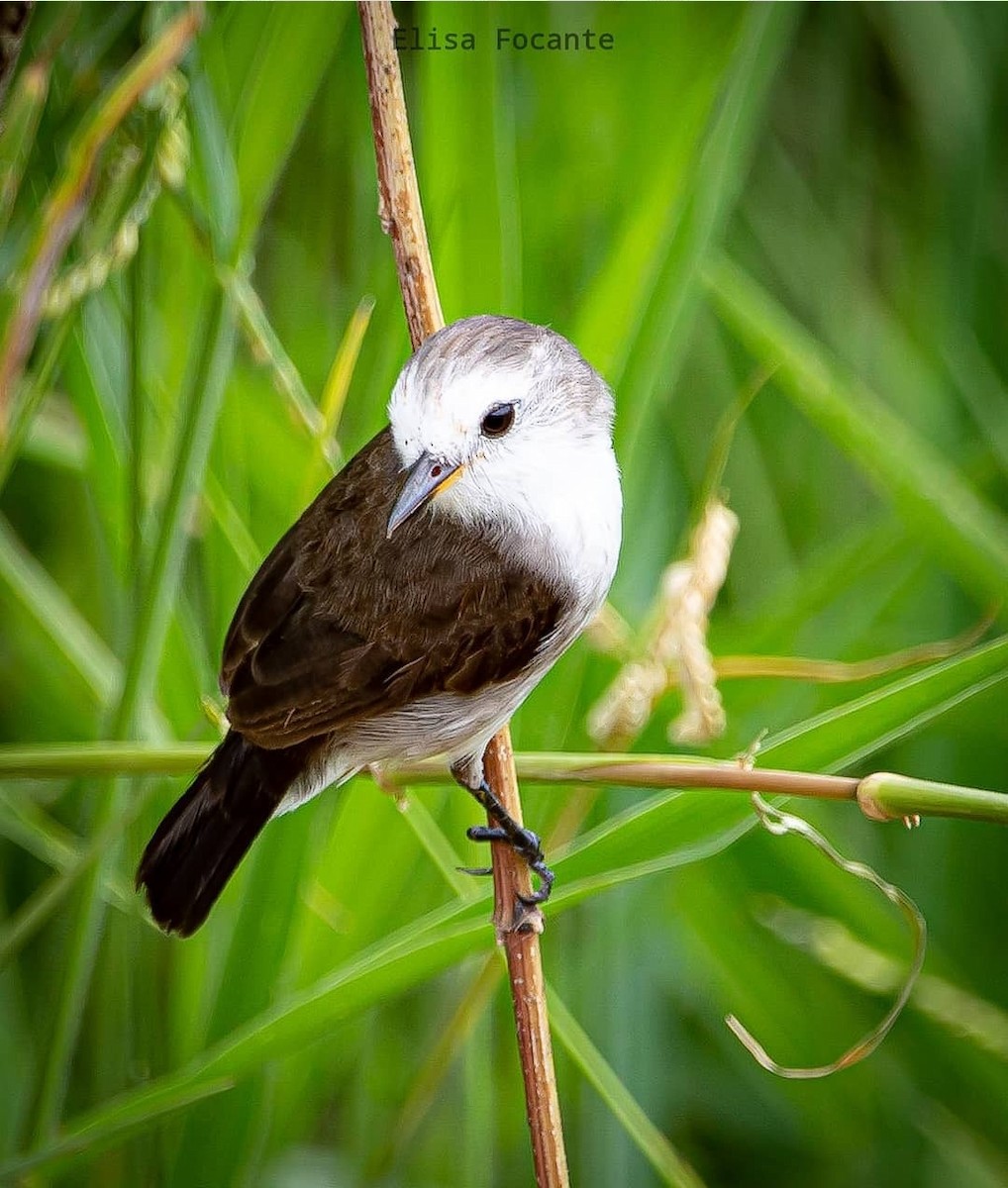 White-headed Marsh Tyrant - ML462342791