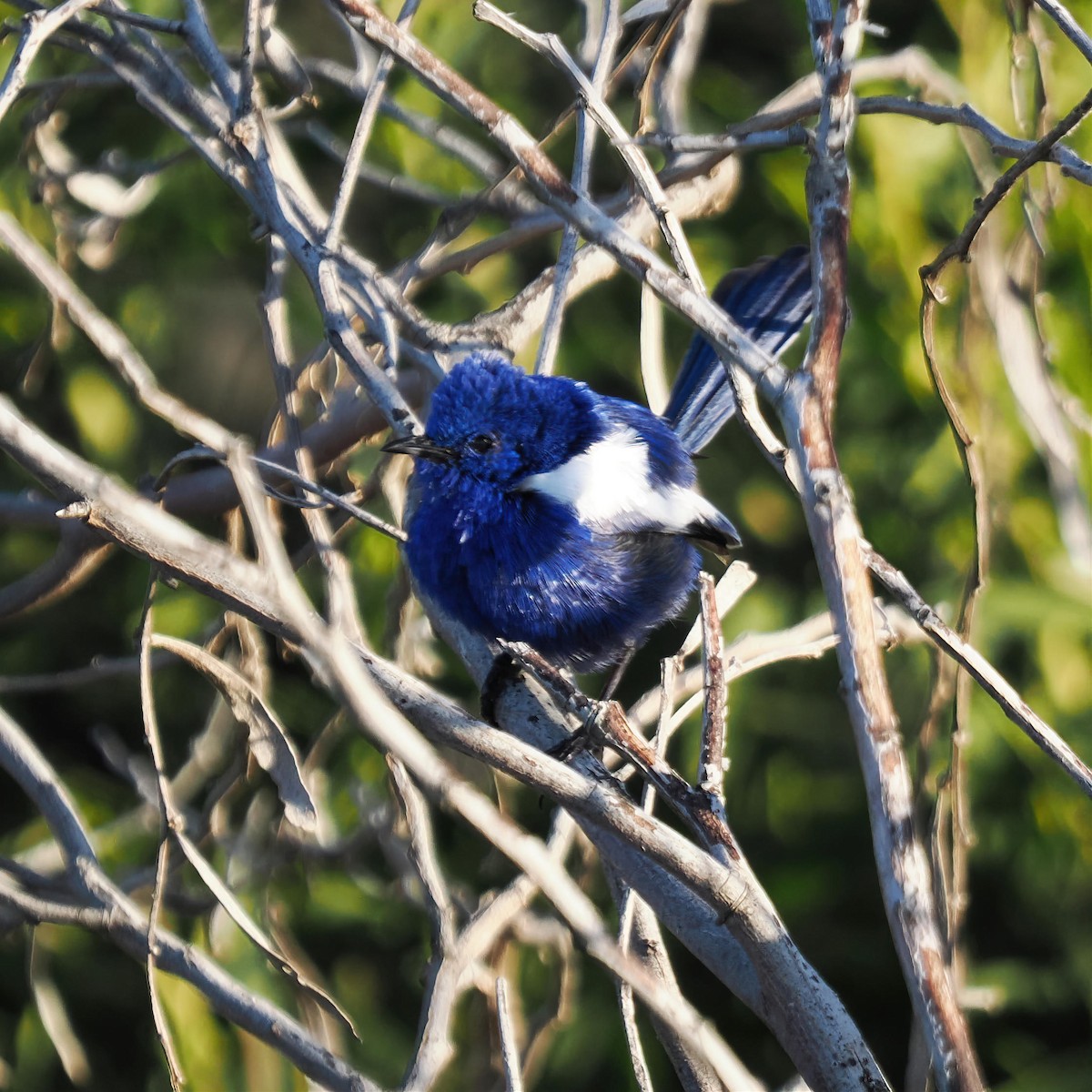 White-winged Fairywren - ML462342831