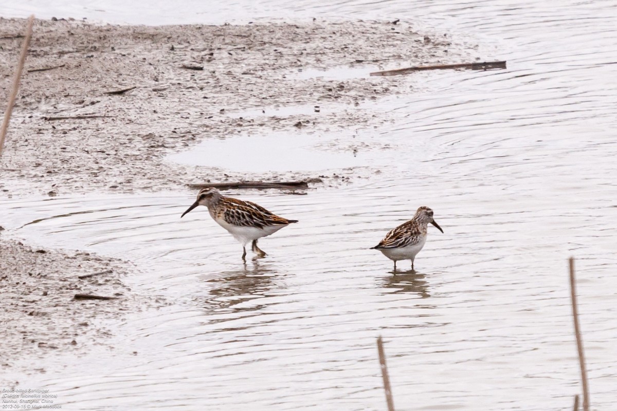 Broad-billed Sandpiper - ML462343041