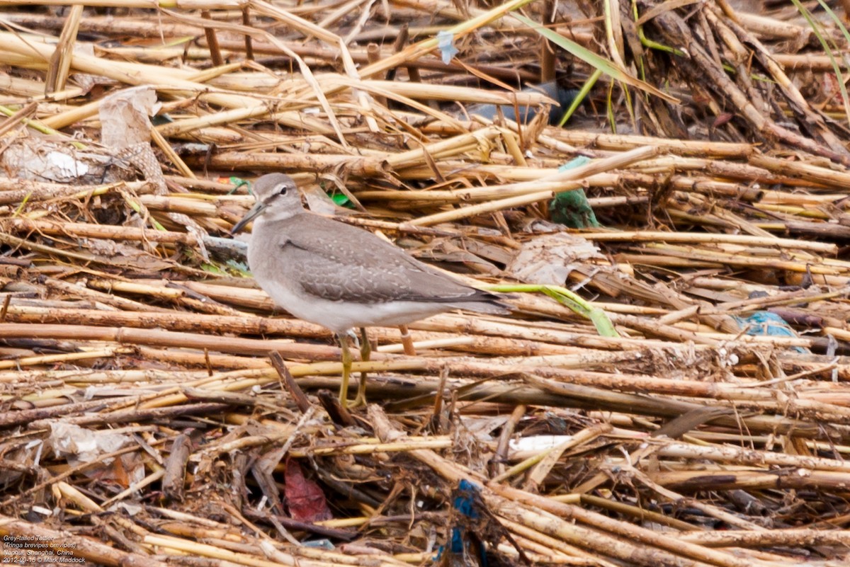 Gray-tailed Tattler - ML462343091