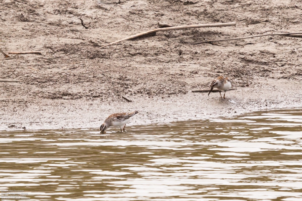 Broad-billed Sandpiper - ML462343131