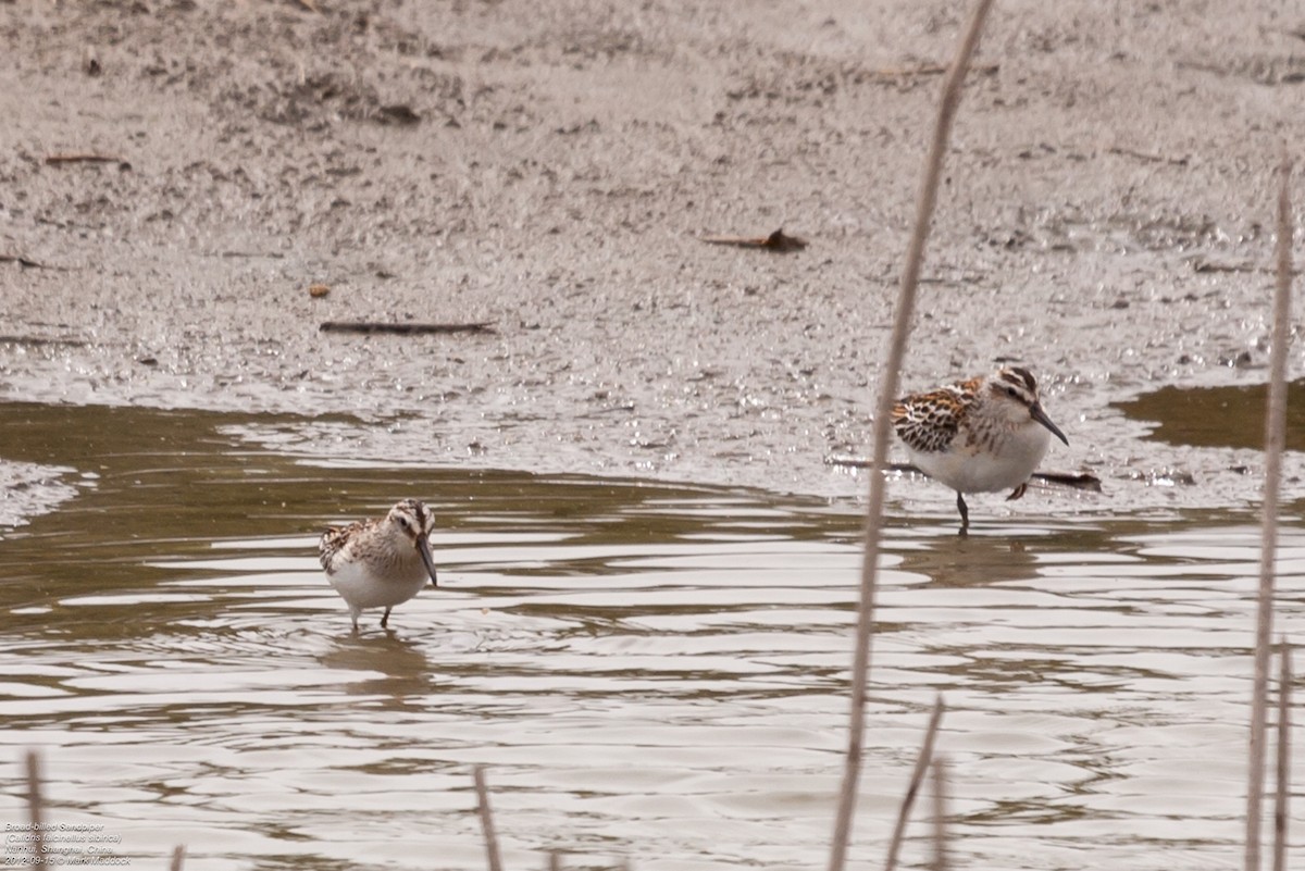 Broad-billed Sandpiper - ML462343141