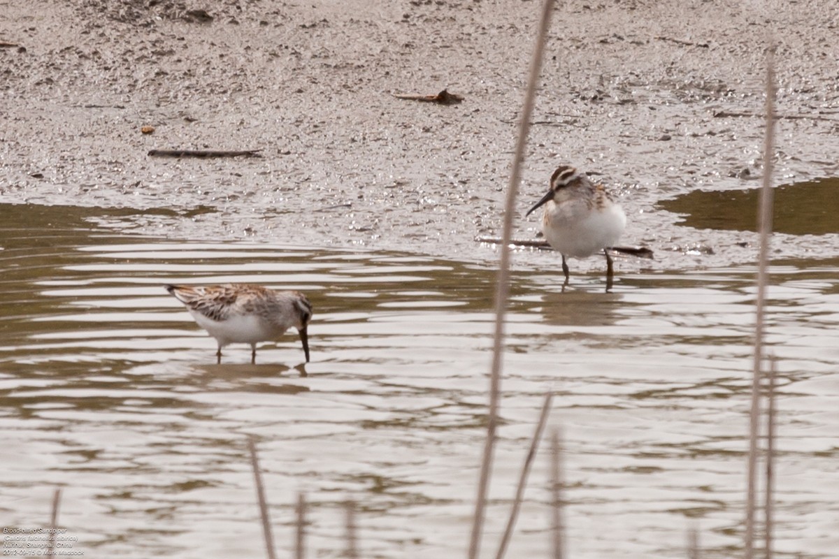 Broad-billed Sandpiper - ML462343161