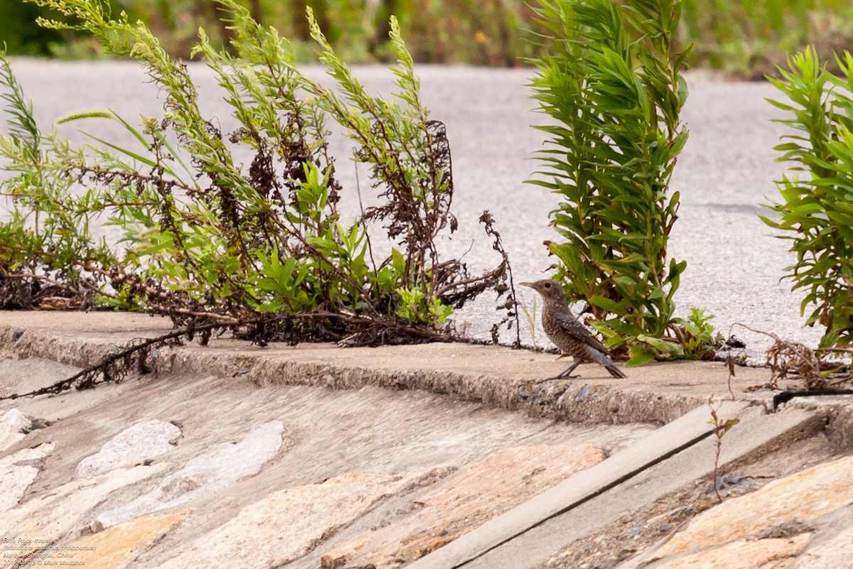 Blue Rock-Thrush (philippensis) - ML462343231