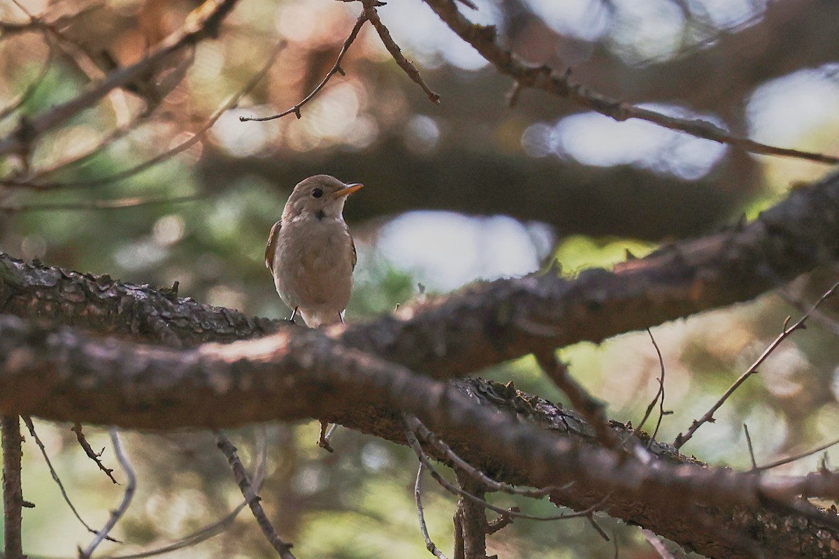 Rusty-tailed Flycatcher - ML462344261