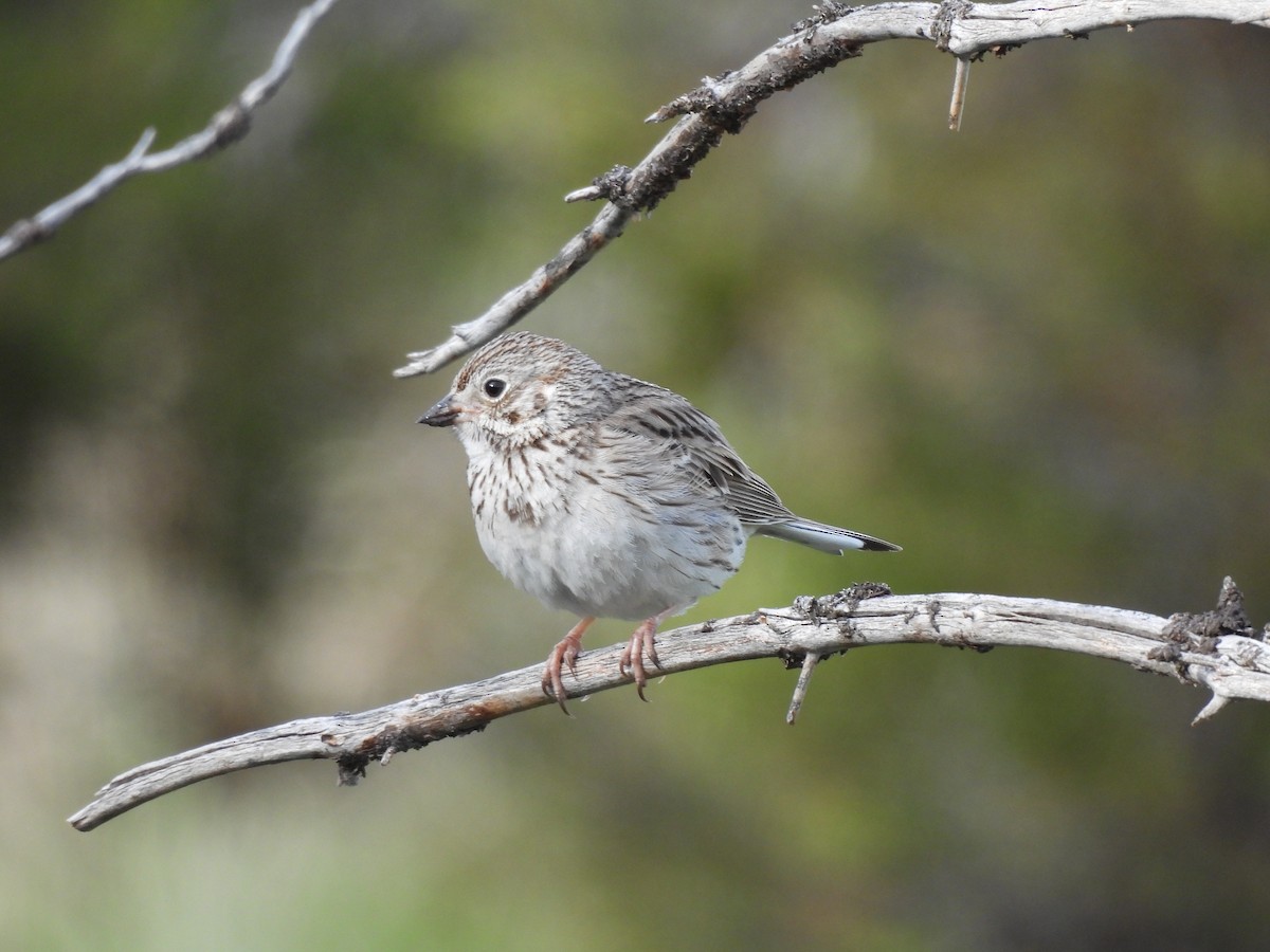 Vesper Sparrow - ML462344671