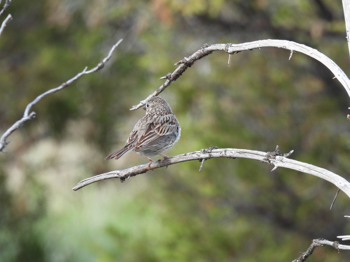 Vesper Sparrow - ML462344701