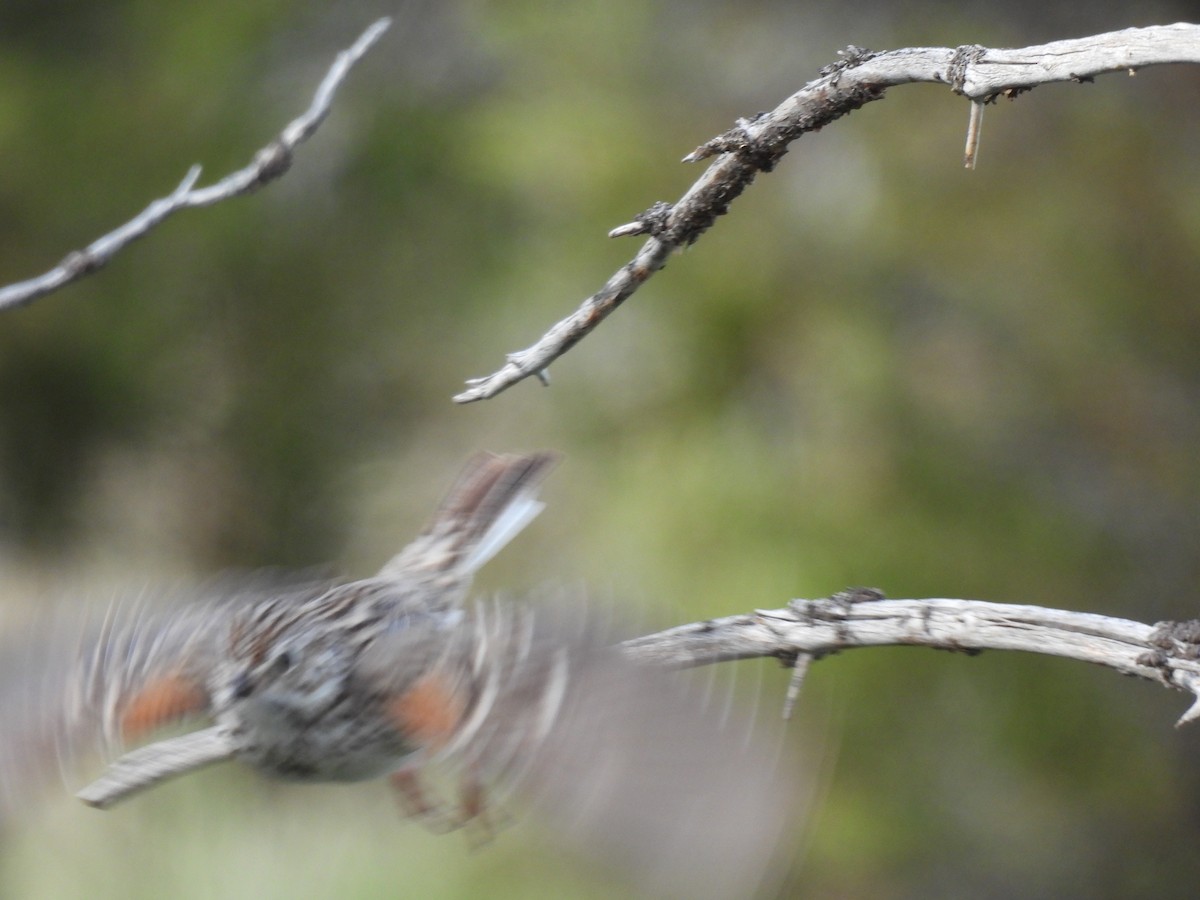 Vesper Sparrow - ML462344711