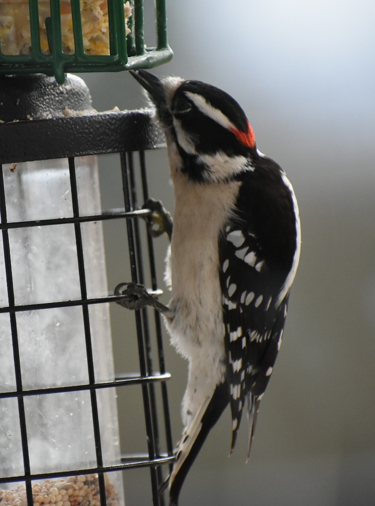 Downy Woodpecker - Maggee Smith