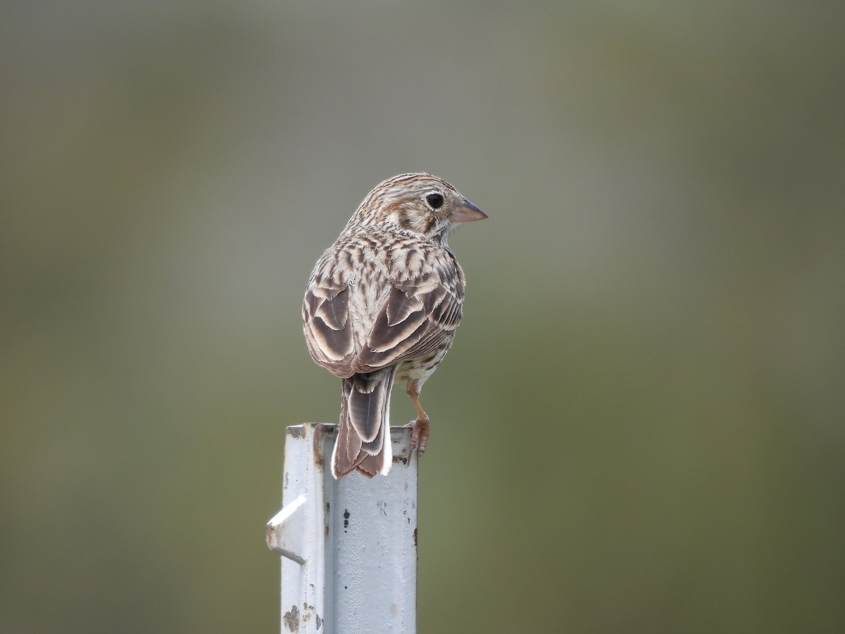 Vesper Sparrow - ML462344931