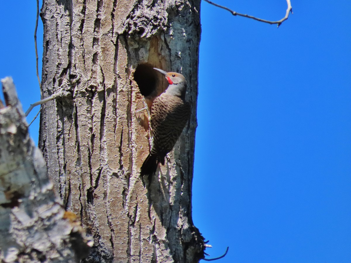 Northern Flicker - ML462345381